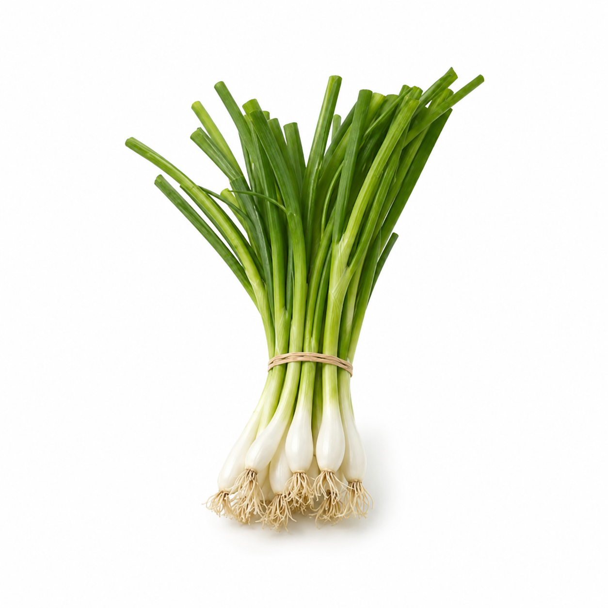 Spring Onion